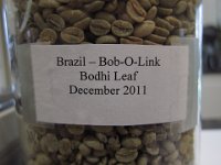 Brazil Bob-O-Link